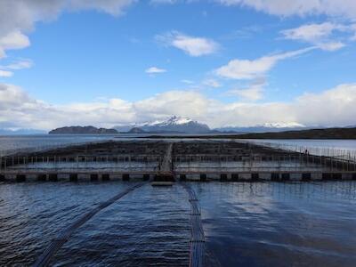 Salmoneras en áreas protegidas de Chile: el 30 por ciento de sus infracciones ambientales ocurrió en parques y reservas nacionales
