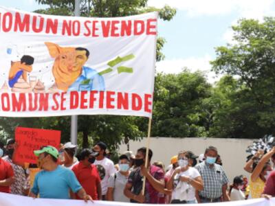 SCJN discutirá casos de comunidades mayas contra granjas porcícolas y en defensa de las abejas