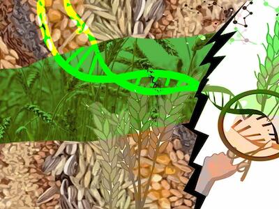 Semillas en riesgo: cultivos editados genéticamente, control corporativo y la defensa de la Soberanía Alimentaria en Chile