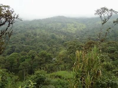 Serie Naturaleza con Derechos #3: Los bosques nublados 