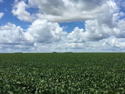 REUTERS/Roberto Samora Área de produção de soja em Mato Grosso  Leia mais em: https://forbes.com.br/forbes-agro/2026/06/slc-e-bom-futuro-disputam-compra-de-terras-do-grupo-radar-por-r-185-bilhao/