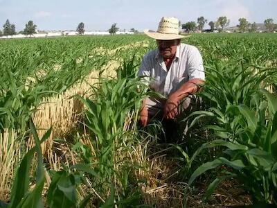 Soberanía alimentaria ¿con edición genética y biopiratería digital?