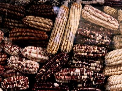 Soberanía alimentaria de México sigue bajo amenaza por maíz transgénico y la presión de multinacionales