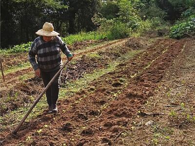 Tierra Prometida: una comunidad campesina que resiste al agronegocio y protege el Bosque Atlántico
