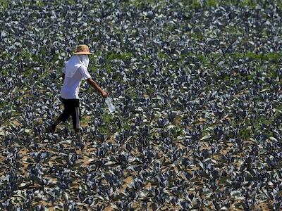 Trabajar a más de 40 grados en el campo: entre la ley y la realidad