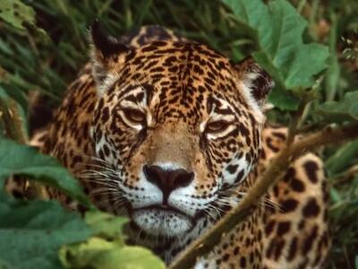 Tribunal Colegiado concede suspensión definitiva del Tramo 5 del Tren Maya