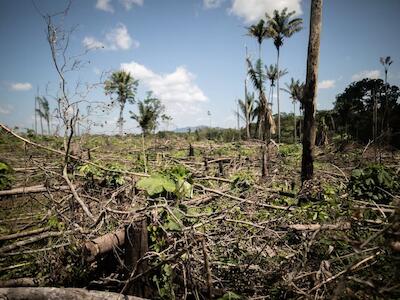 Van a juicio menonitas por deforestación en Colombia