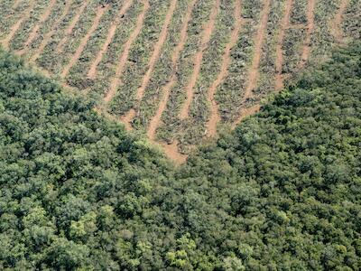 Capítulo 7 | Destrucción de ecosistemas, bosques nativos y suelos