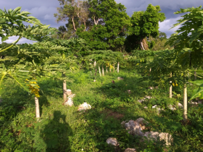 Foto: Rodolfo González Figueroa. Papayar en El Limón, Jalisco.