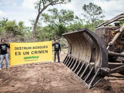 ¡Arrasan bosques en cuarentena! 