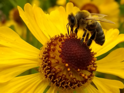 ¡Las abejas están en peligro!