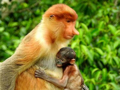 ¡Saqueando el bosque de los monos narigudos en Borneo!