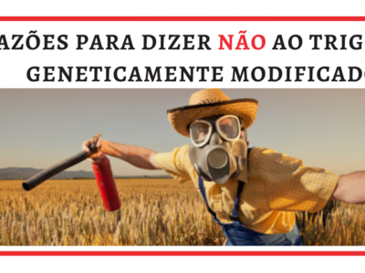 13 motivos para dizer NÃO ao trigo HB4 geneticamente modificado