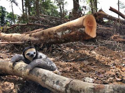 Guyana: la selva tropical es el hábitat del perezoso de garganta blanca, pero hay planes para destrozarla. Foto: P. PANTEL - Association Nationale pour la Biodiversité