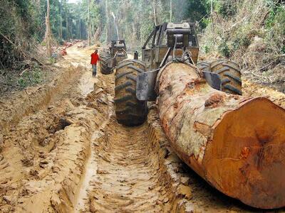 Amenaza inminente para la selva tropical de la cuenca del Congo