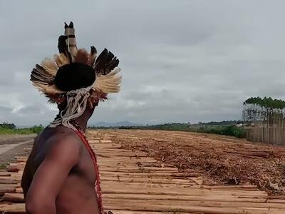 El eucalipto es un grave problema también en Brasil (© Povo Pastaxó)