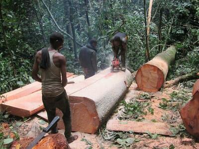 Crimen en Nigeria: las talas deben parar