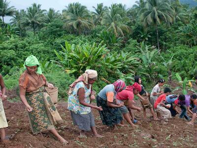Mujeres indígenas plantan vegetales y arroz en sus parcelas. Si se tala el bosque, se pierde el sustento. (© CALG)