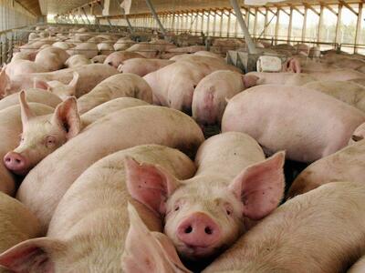 Declaración: América sin megafábricas de cerdos