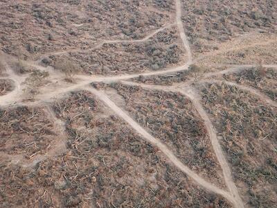 Durante la cuarentena se deforestaron casi 50.000 hectáreas en el norte