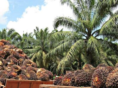 El aceite de palma no es energía "verde"