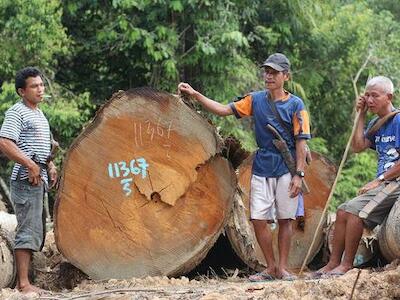 El bosque de Kinipan es nuestra vida: NO a las plantaciones de palma aceitera