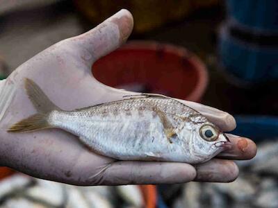 El saqueo de los mares, acuicultura de peces y langostinos