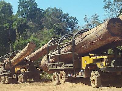 Firma y ayuda a proteger los bosques de Camboya