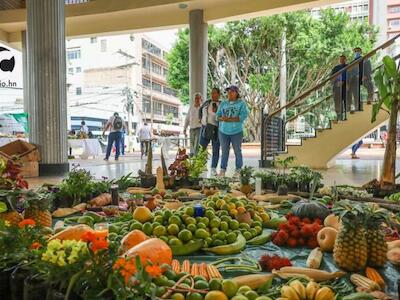 Honduras: Campesinos y campesinas exigen derogación de ley que les impide usar  semilla criolla
