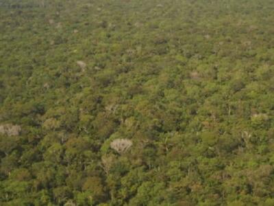 ¿La selva de Amazonía está en venta en Facebook?