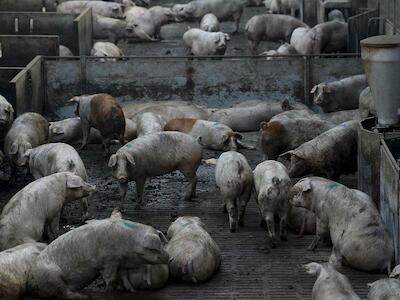 No queremos transformarnos en una factoría de cerdos para China, ni en una fábrica de nuevas pandemias
