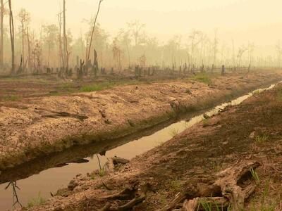 Las plantaciones de arroz en suelos de turba están condenadas al fracaso (© Rita Sastrawan)