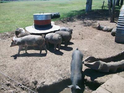 Propuestas para una producción porcina sustentable: no a las megagranjas para China