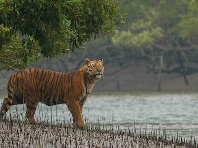 Proteger los manglares en Bangladesh: no a la central de carbón