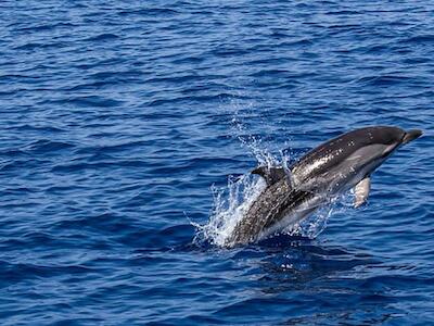 Salvemos nuestros mares