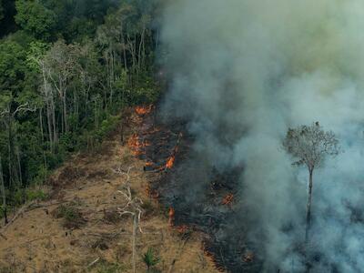 ¿También sientes impotencia al ver los incendios en el Amazonas?