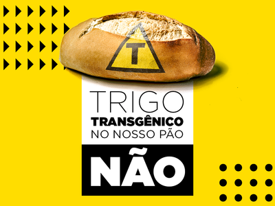 Trigo transgênico no nosso pão não!