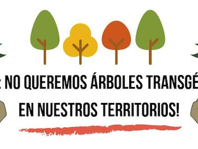 Una campaña global evidencia el rechazo mundial a los árboles transgénicos 