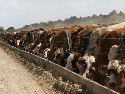 Cobertura especial: Impacto de los feedlots en Argentina