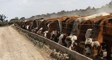 Cobertura especial: Impacto de los feedlots en Argentina