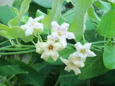 Plantas medicinales para el cuidado de la salud