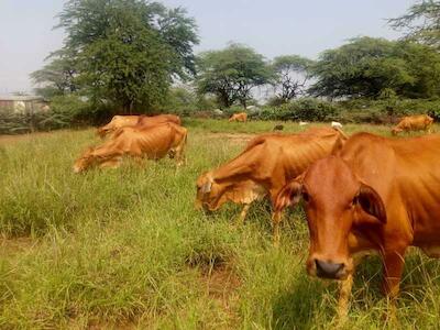 Ganado pastando en un campo del pasto buffel. Foto: Francis Parkorwa, agricultor de Baringo