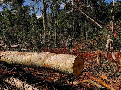 A naturalização do crime ambiental