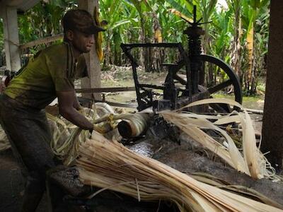 La máquina desfibradora retira el exceso de agua del abacá. Pero un hilo de abacá puede convertirse en una navaja. Muchos se han mutilado en ese proceso. No cuentan con indumentaria adecuada.