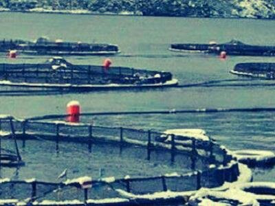 Acaparamiento extranjero del mar en Magallanes y prontuario ambiental: el costo oculto del salmón en la Patagonia Austral