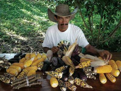 Maíces criollos zenú, Córdoba, Colombia. Foto: Mauricio García