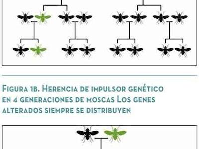 Acciones temerarias: los impulsores genéticos y el fin de la naturaleza