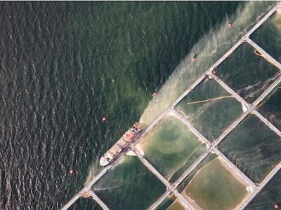 - Una marea café o Fenómeno Algal Nocivo cubrió el fiordo Comau en 2021. Foto: Álvaro Vidal 