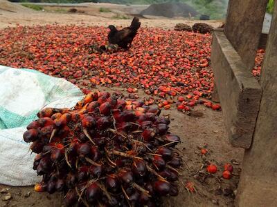 - Recolección de frutos de la palma aceitera en una plantación industrial en Camerún, uno de los principales productores africanos de aceite de palma. ANGE-DAVID BAÏMEY GRAIN