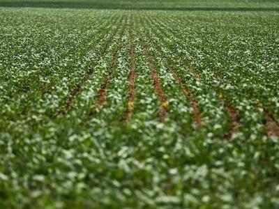 - A adoção indiscriminada de tecnologias agrícolas que se autointitulam “sustentáveis” vem servindo de cortina de fumaça para modelos produtivos essencialmente extrativistas - Marcelo Camargo/Agência Brasil